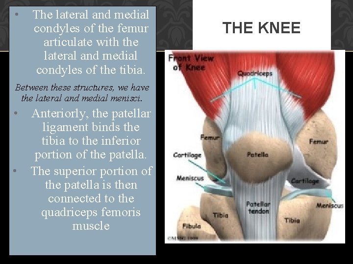  • The lateral and medial condyles of the femur articulate with the lateral