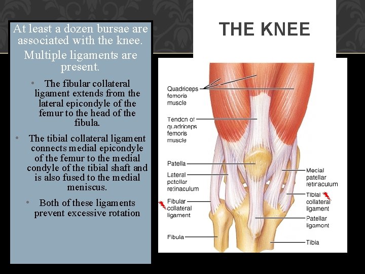 At least a dozen bursae are associated with the knee. Multiple ligaments are present.