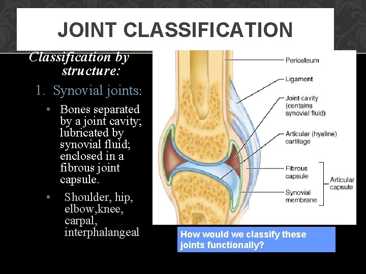 JOINT CLASSIFICATION Classification by structure: 1. Synovial joints: • Bones separated by a joint