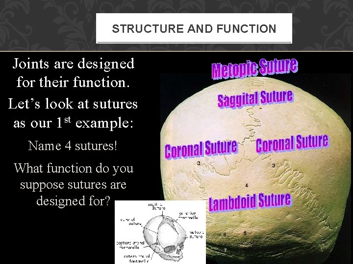 STRUCTURE AND FUNCTION Joints are designed for their function. Let’s look at sutures as