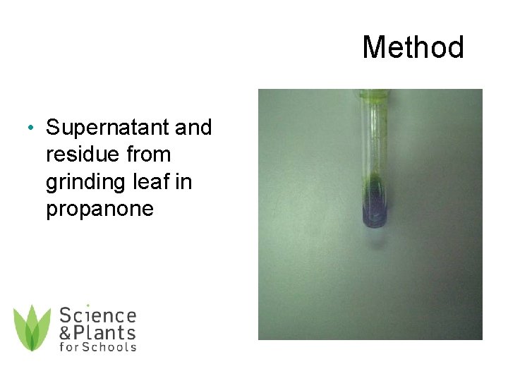 Method • Supernatant and residue from grinding leaf in propanone 