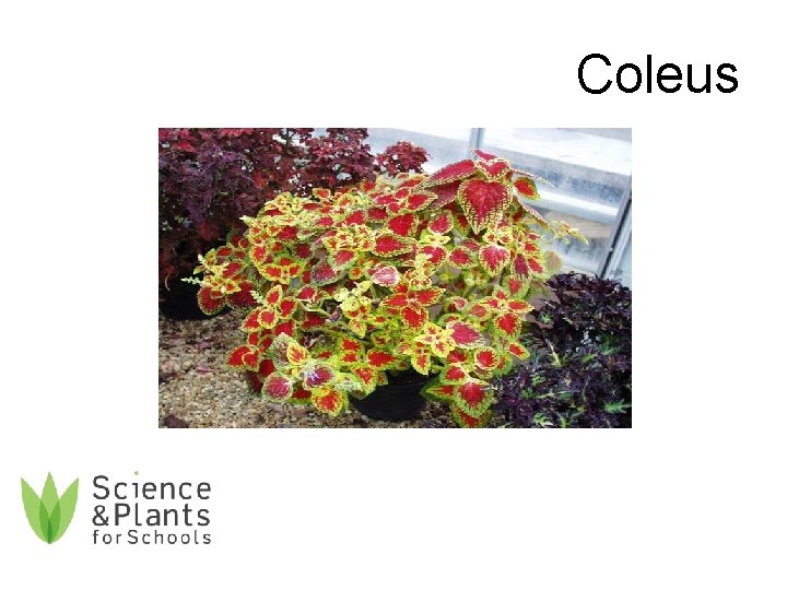 Coleus 