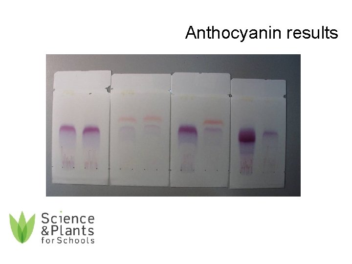 Anthocyanin results 