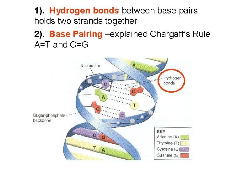 1). Hydrogen bonds between base pairs holds two strands together 2). Base Pairing –explained