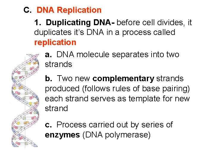 C. DNA Replication 1. Duplicating DNA- before cell divides, it duplicates it’s DNA in