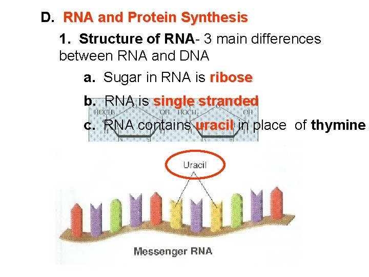 D. RNA and Protein Synthesis 1. Structure of RNA- 3 main differences between RNA