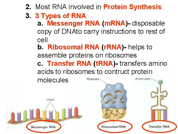 2. Most RNA involved in Protein Synthesis 3. 3 Types of RNA a. Messenger