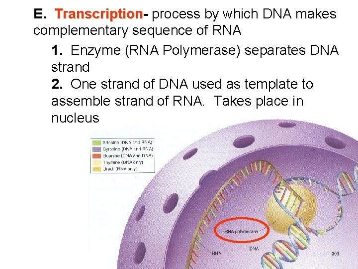 E. Transcription process by which DNA makes complementary sequence of RNA 1. Enzyme (RNA