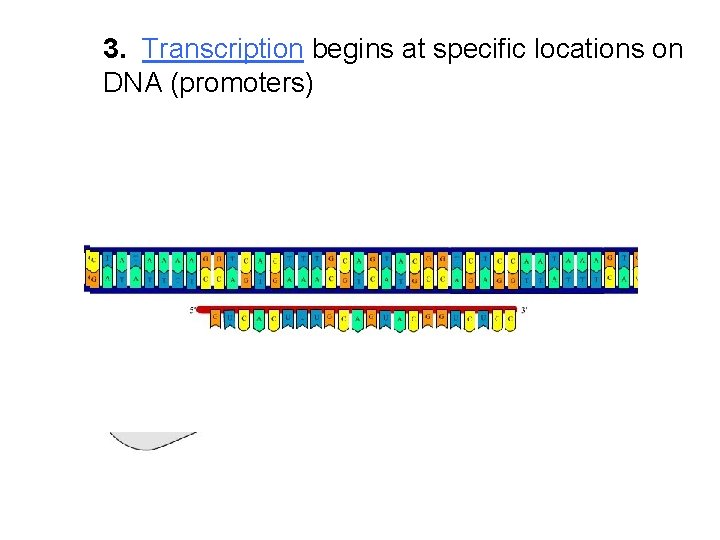 3. Transcription begins at specific locations on DNA (promoters) 