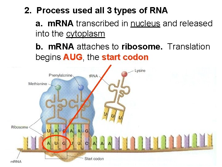2. Process used all 3 types of RNA a. m. RNA transcribed in nucleus