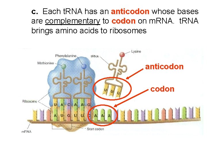 c. Each t. RNA has an anticodon whose bases are complementary to codon on