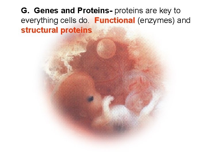 G. Genes and Proteins- proteins are key to everything cells do. Functional (enzymes) and