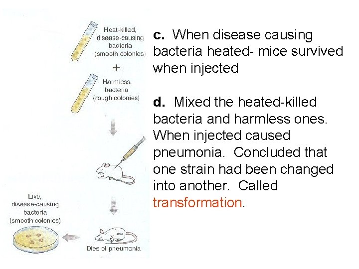 c. When disease causing bacteria heated- mice survived when injected d. Mixed the heated-killed