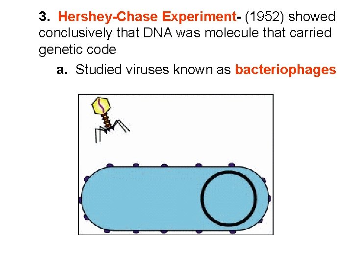 3. Hershey-Chase Experiment- (1952) showed conclusively that DNA was molecule that carried genetic code