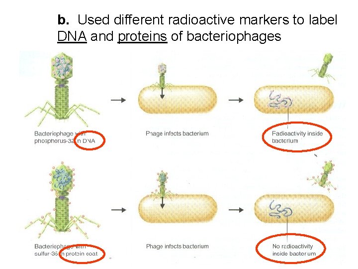 b. Used different radioactive markers to label DNA and proteins of bacteriophages 