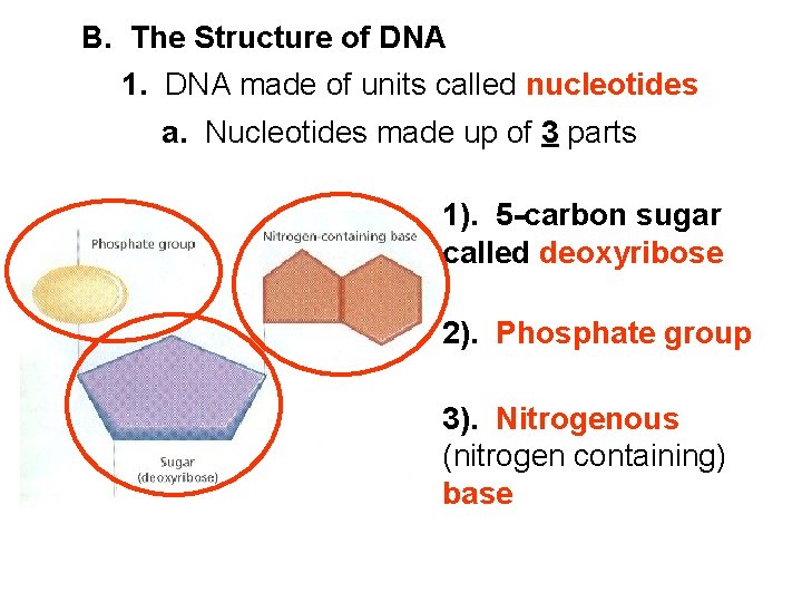 B. The Structure of DNA 1. DNA made of units called nucleotides a. Nucleotides