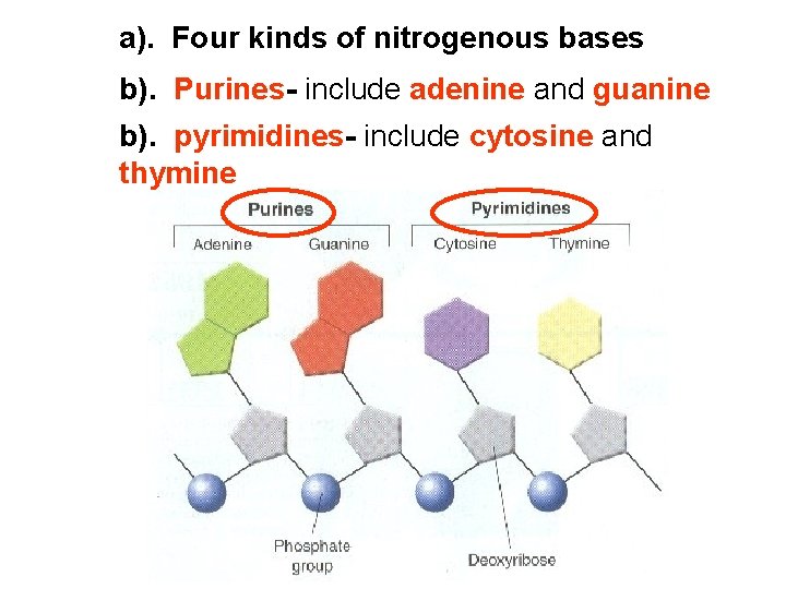 a). Four kinds of nitrogenous bases b). Purines- include adenine and guanine b). pyrimidines-