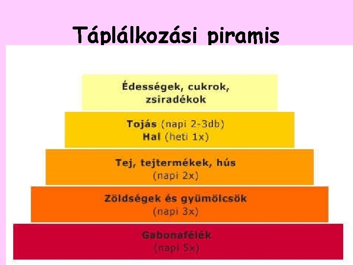 Táplálkozási piramis 