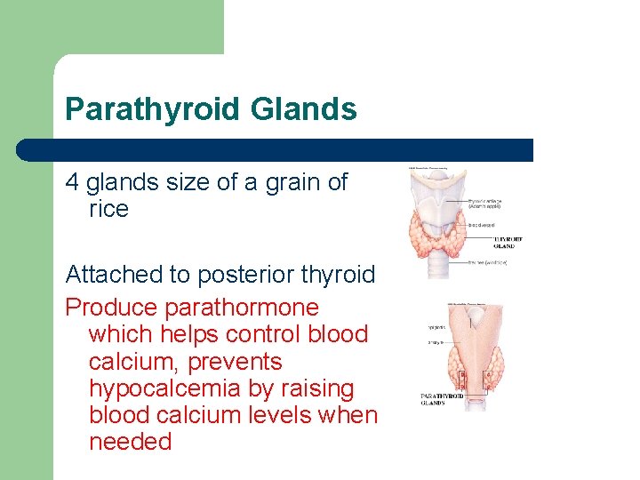 Parathyroid Glands 4 glands size of a grain of rice Attached to posterior thyroid