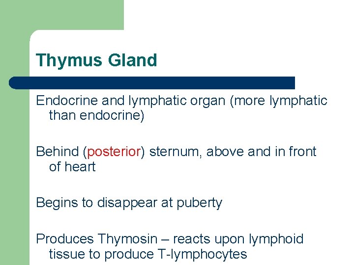 Thymus Gland Endocrine and lymphatic organ (more lymphatic than endocrine) Behind (posterior) sternum, above