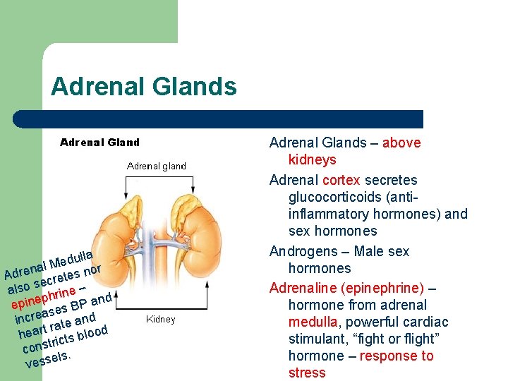 Adrenal Glands dulla e M l r na Adre cretes no se also hrine