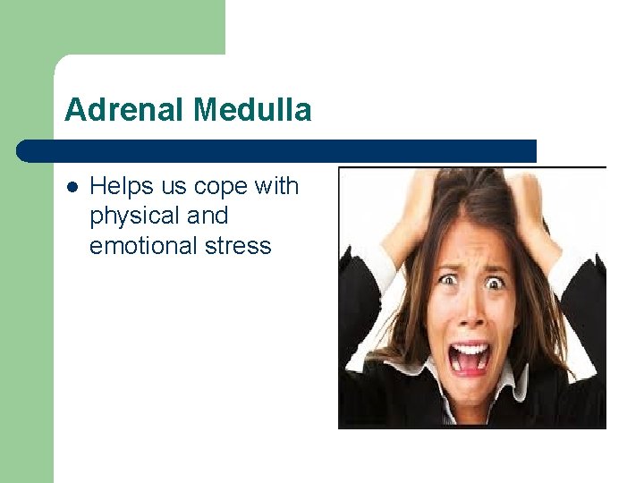 Adrenal Medulla l Helps us cope with physical and emotional stress 