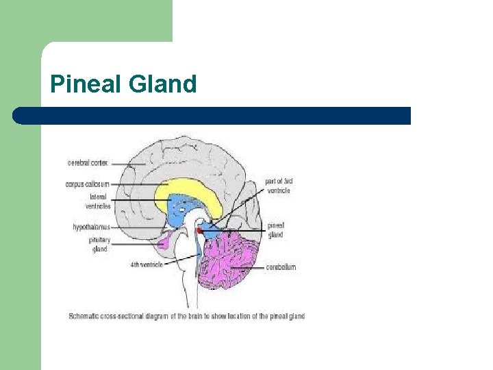 Pineal Gland 