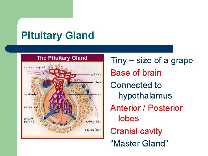 Pituitary Gland Tiny – size of a grape Base of brain Connected to hypothalamus