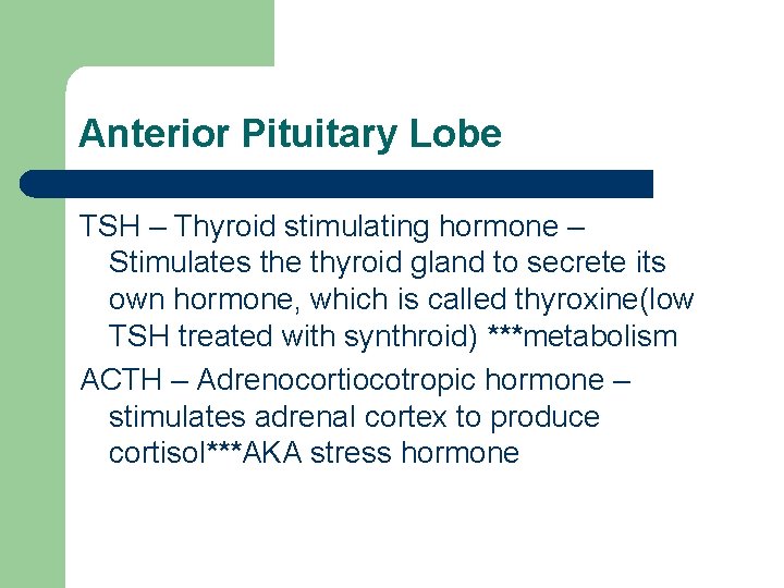 Anterior Pituitary Lobe TSH – Thyroid stimulating hormone – Stimulates the thyroid gland to