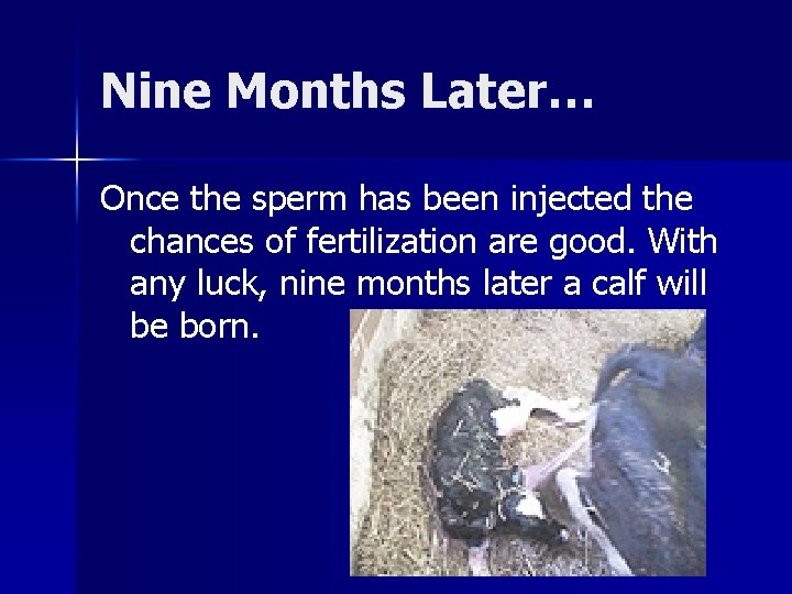 Nine Months Later… Once the sperm has been injected the chances of fertilization are Nine Months Later… Once the sperm has been injected the chances of fertilization are