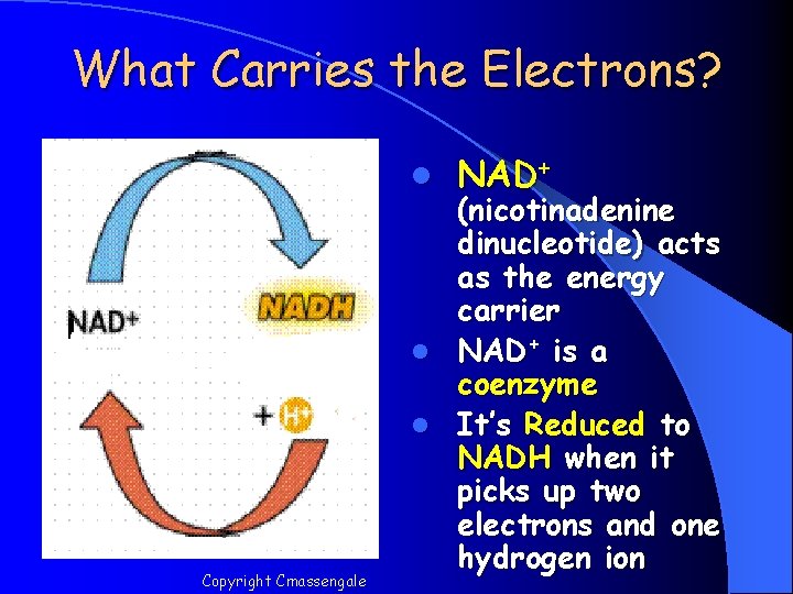 What Carries the Electrons? l Copyright Cmassengale NAD+ (nicotinadenine dinucleotide) acts as the energy