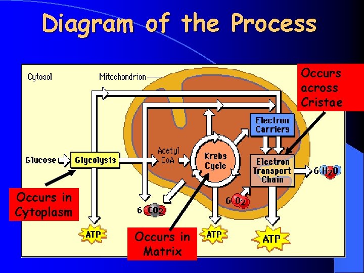 Diagram of the Process Occurs across Cristae Occurs in Cytoplasm Occurs in Matrix 
