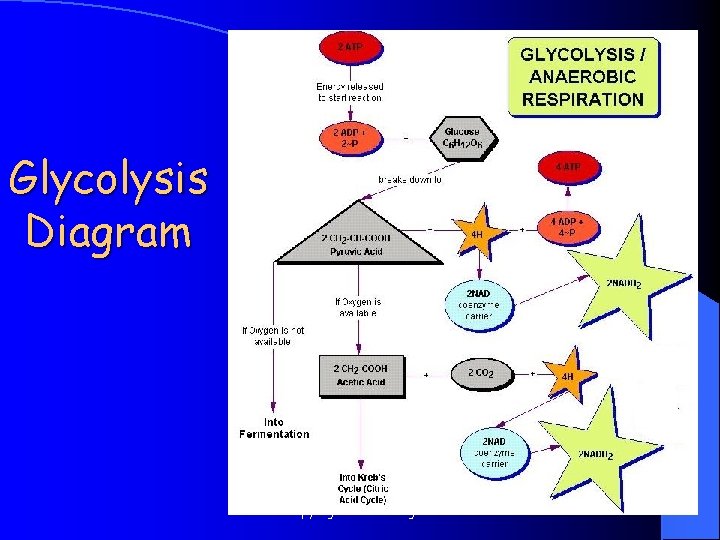 Glycolysis Diagram Copyright Cmassengale 