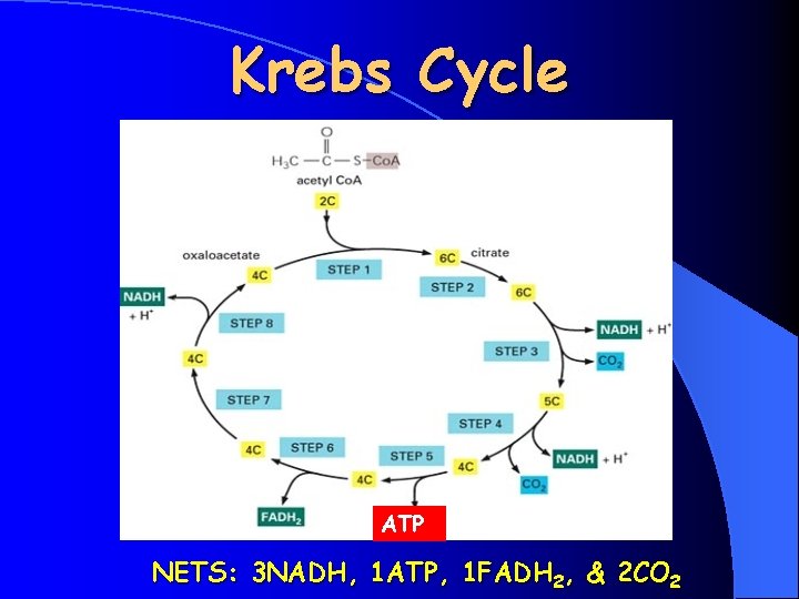 Krebs Cycle ATP Copyright Cmassengale NETS: 3 NADH, 1 ATP, 1 FADH 2, &