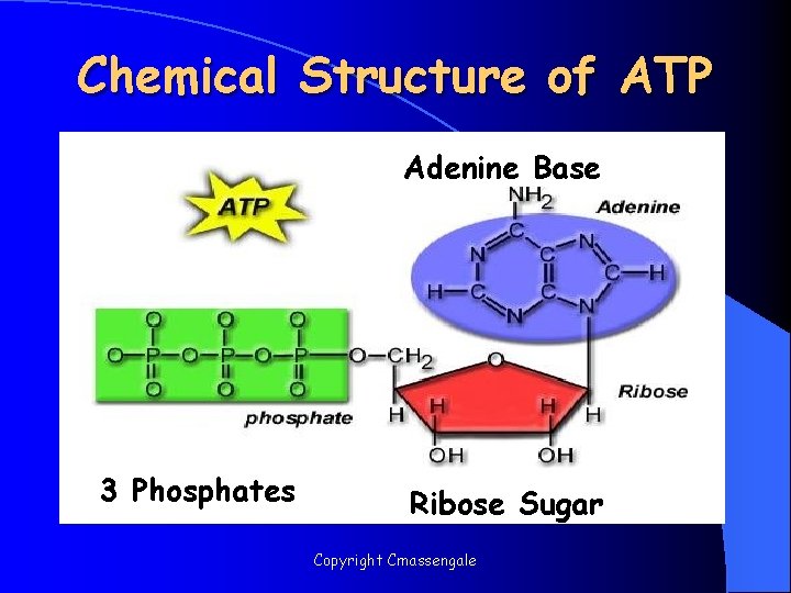 Chemical Structure of ATP Adenine Base 3 Phosphates Ribose Sugar Copyright Cmassengale 