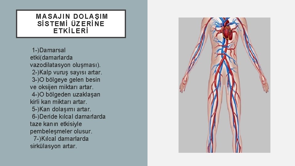 MASAJIN DOLAŞIM SİSTEMİ ÜZERİNE ETKİLERİ 1 -)Damarsal etki(damarlarda vazodilatasyon oluşması). 2 -)Kalp vuruş sayısı