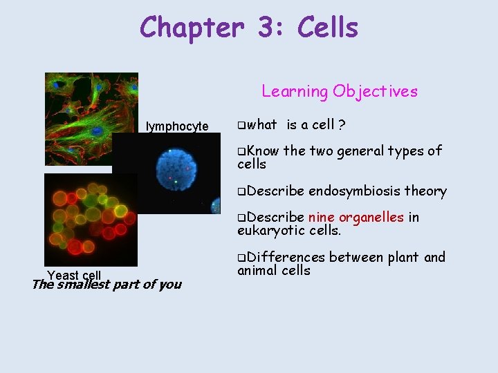 Chapter 3: Cells Learning Objectives lymphocyte qwhat is a cell ? q. Know the