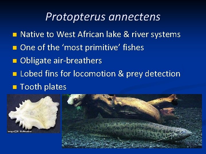 Protopterus annectens Native to West African lake & river systems n One of the Protopterus annectens Native to West African lake & river systems n One of the