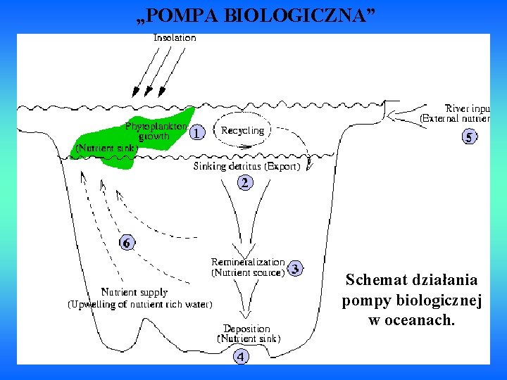 „POMPA BIOLOGICZNA” Schemat działania pompy biologicznej w oceanach. 