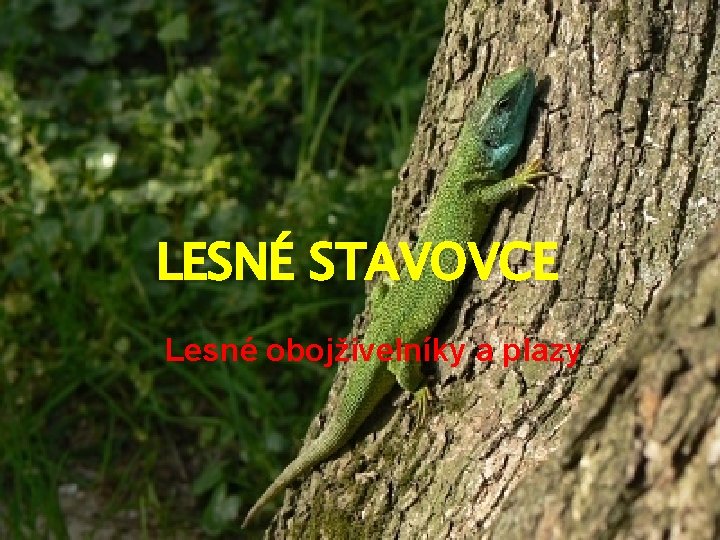 LESNÉ STAVOVCE Lesné obojživelníky a plazy 