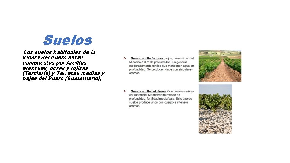 Suelos Los suelos habituales de la Ribera del Duero están compuestos por Arcillas arenosas,