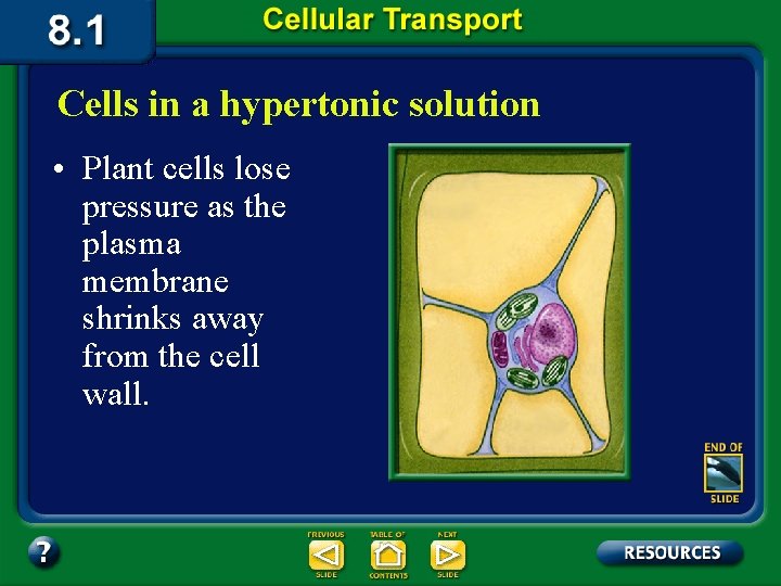 Cells in a hypertonic solution • Plant cells lose pressure as the plasma membrane