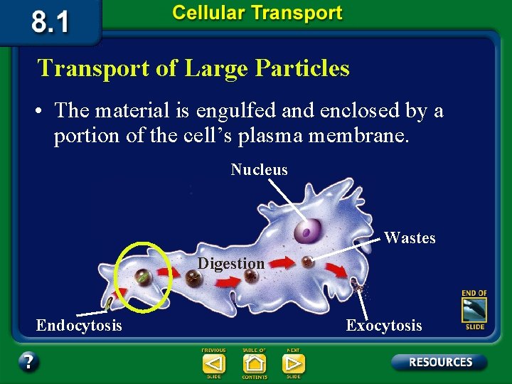 Transport of Large Particles • The material is engulfed and enclosed by a portion
