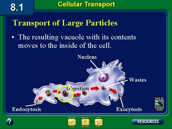 Transport of Large Particles • The resulting vacuole with its contents moves to the