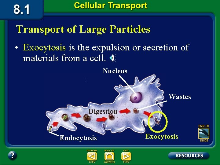 Transport of Large Particles • Exocytosis is the expulsion or secretion of materials from