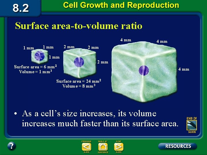 Surface area-to-volume ratio 4 mm 1 mm 2 mm 1 mm mm 2 Surface