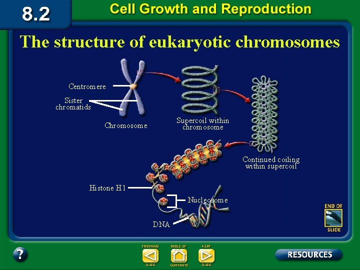 The structure of eukaryotic chromosomes Centromere Sister chromatids Supercoil within chromosome Continued coiling within