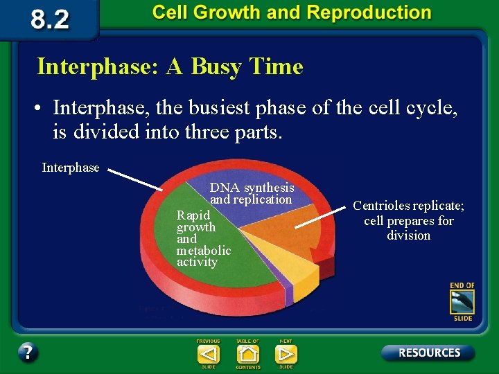 Interphase: A Busy Time • Interphase, the busiest phase of the cell cycle, is