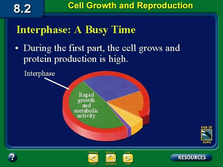 Interphase: A Busy Time • During the first part, the cell grows and protein