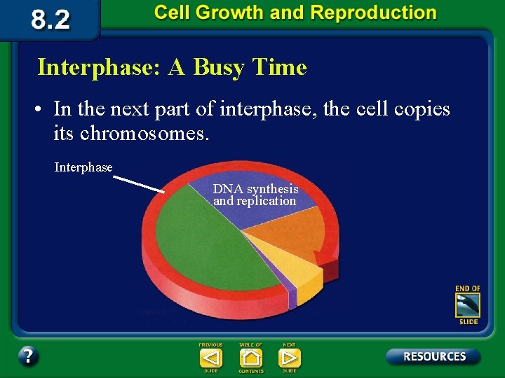 Interphase: A Busy Time • In the next part of interphase, the cell copies
